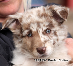 Red merle female, Smooth to medium coat, border collie puppy